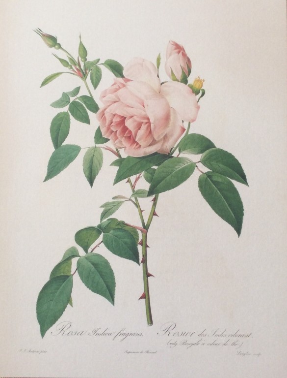 Rosa indica fragrans