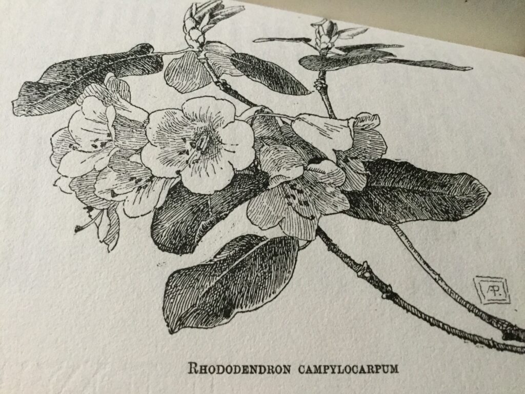 Rhododendron illustration